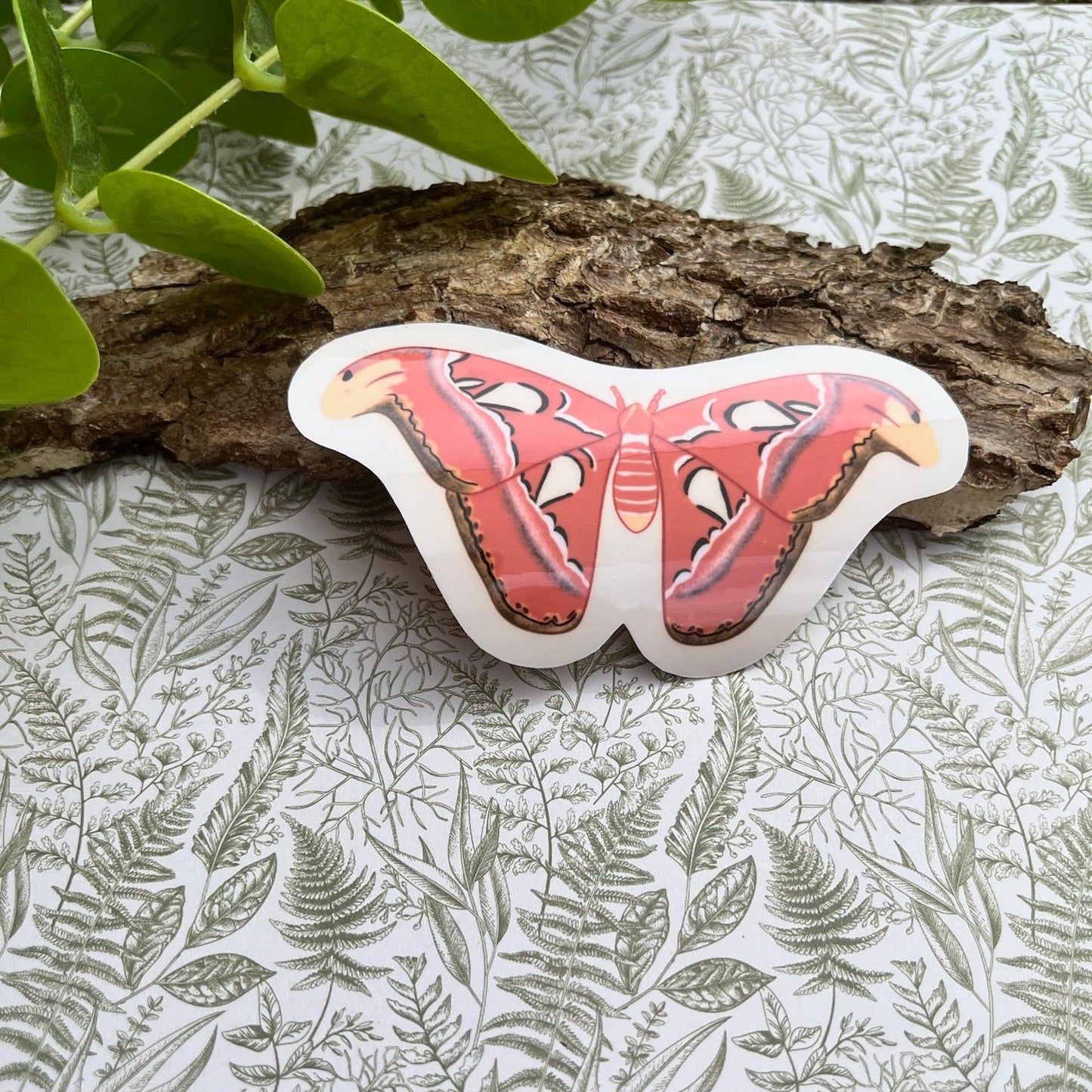 Atlas moth