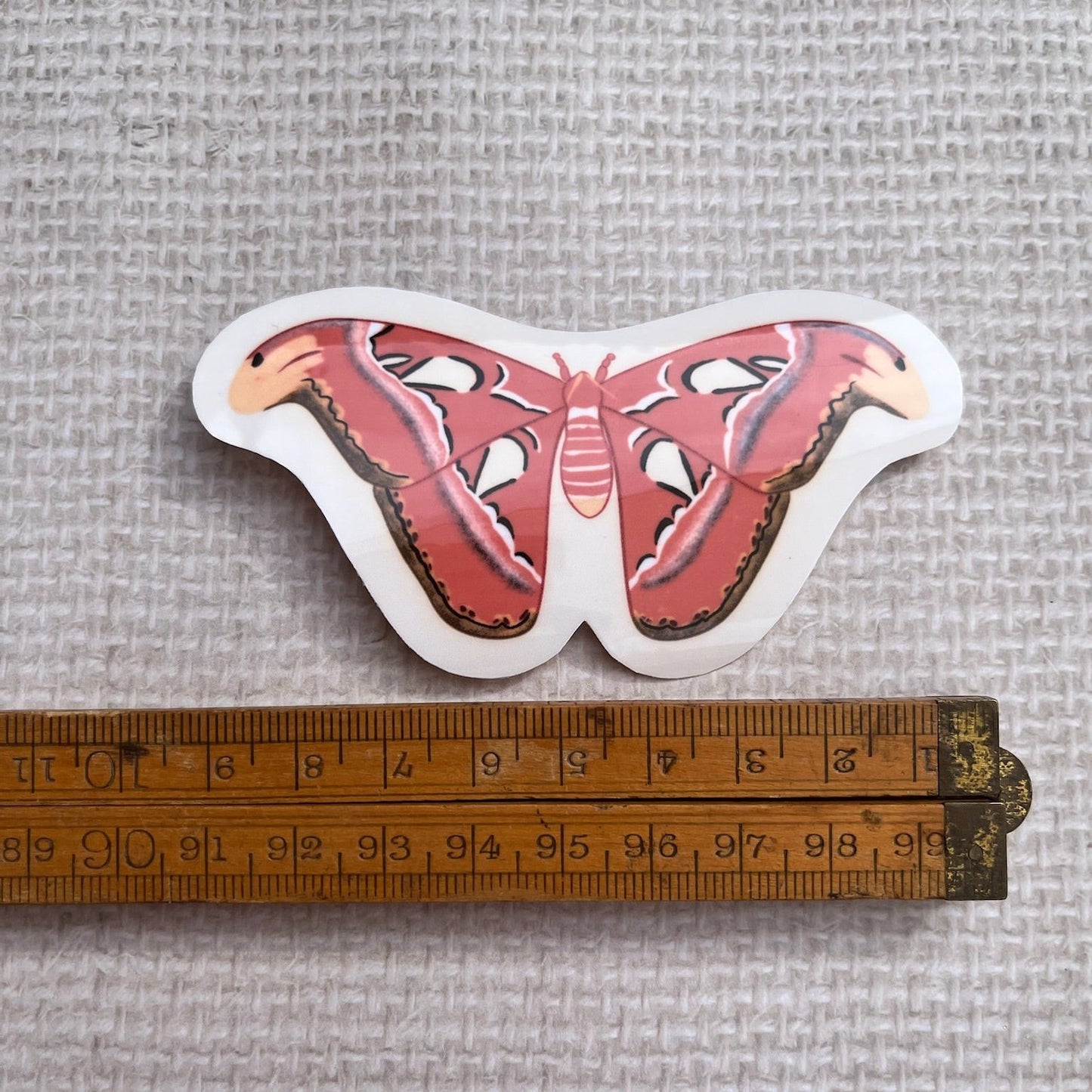 Atlas moth