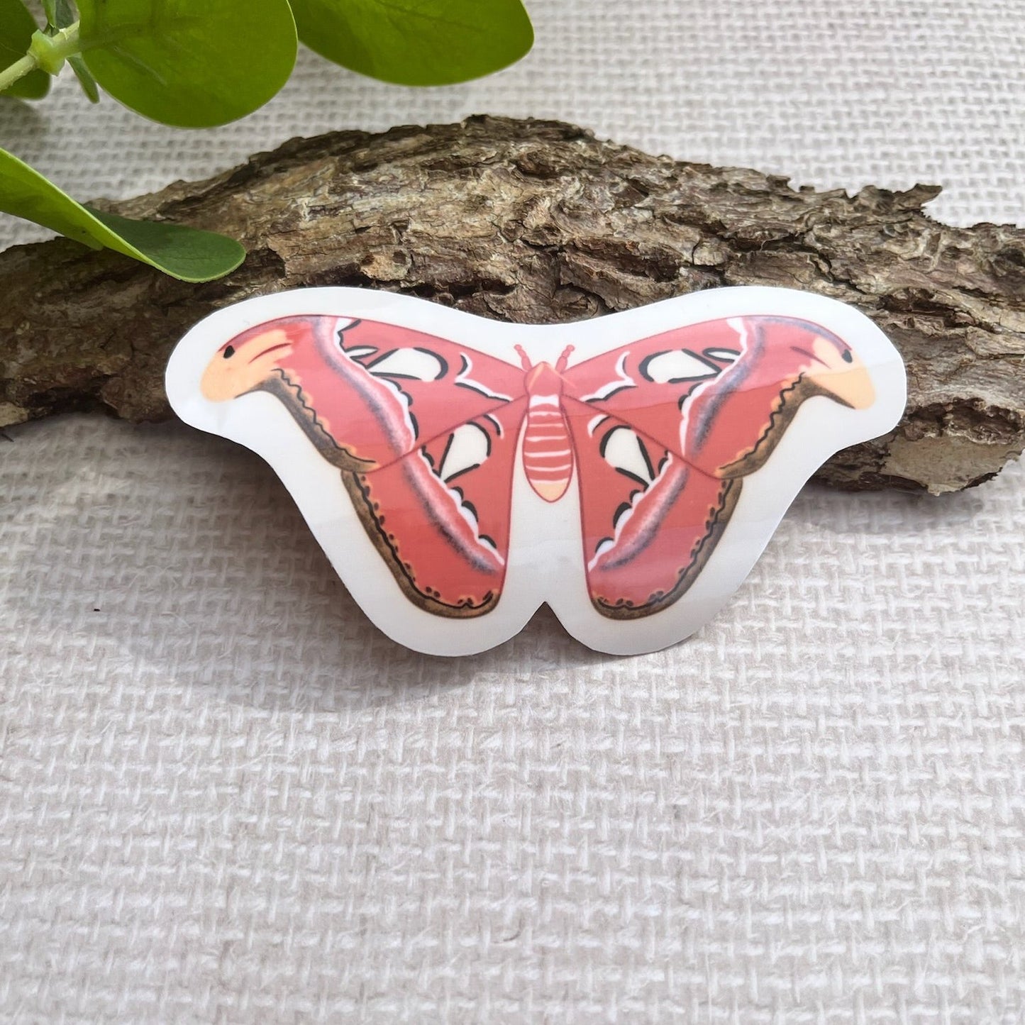 Atlas moth