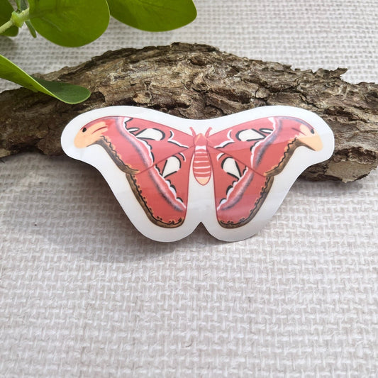 Atlas moth