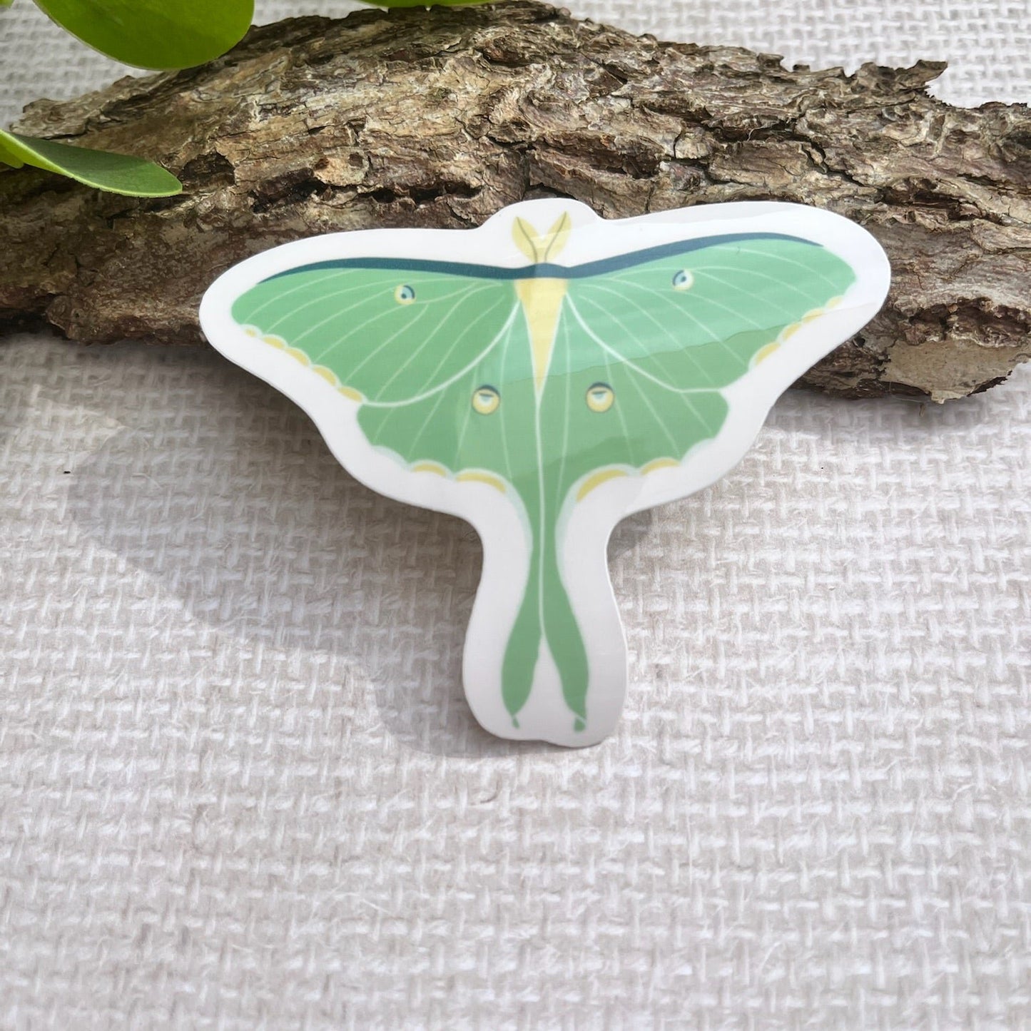 Luna Moth